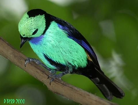 File:Green Bird.jpg
