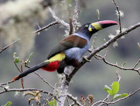 Mountain toucan