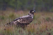 Juvenile whitetailedeagle