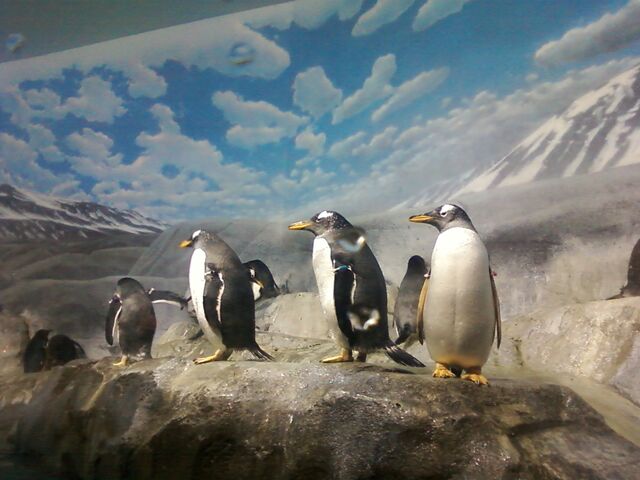 File:Penguins 04.jpg