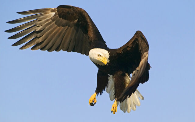 File:Birdsofprey13.jpg