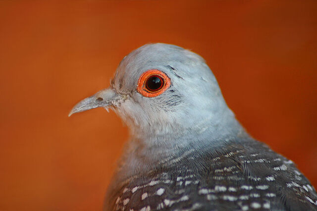 File:800px-Geopelia cuneata.jpg