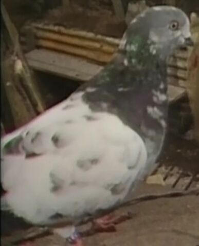 File:Speckled Jim.jpg