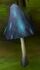 Blue-mushroom