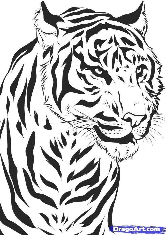 Image - How-to-draw-a-realistic-tiger-draw-real-tiger-step-7 1 ...