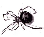 Spider