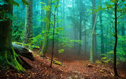 Beautiful-forest-43250