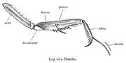 Upload Mantis leg