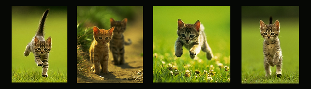 ไฟล์:Orange Cat.png
