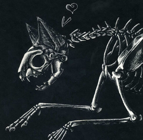 File:Cat skeleton by clickclack.jpg