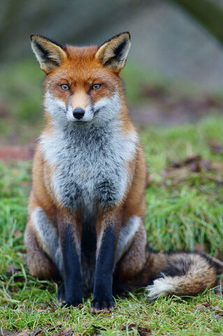 File:FOXIE.jpg