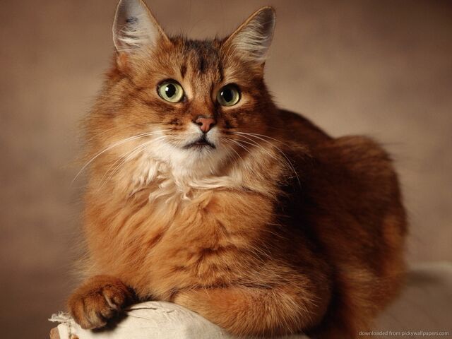 File:Red-cat-with-black-lips.jpg