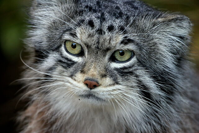 File:Pallas cat.jpg