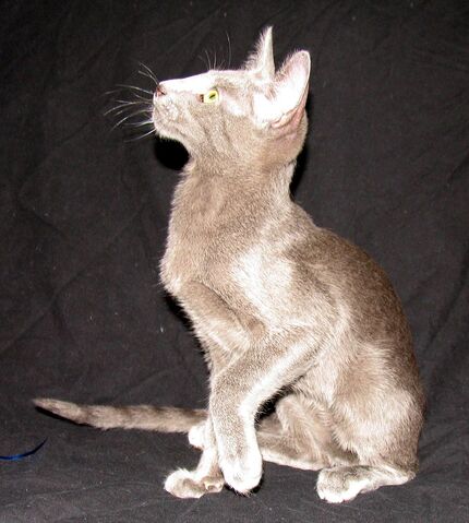 File:Cat 17.jpg