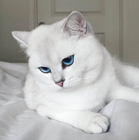 File:Coby-the-cat-473565.jpg