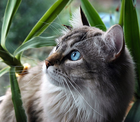 File:Silver Tabby.png