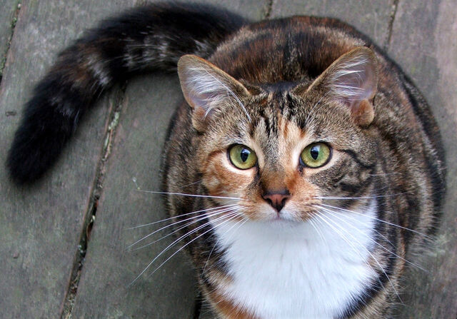 File:Applepaw.jpg