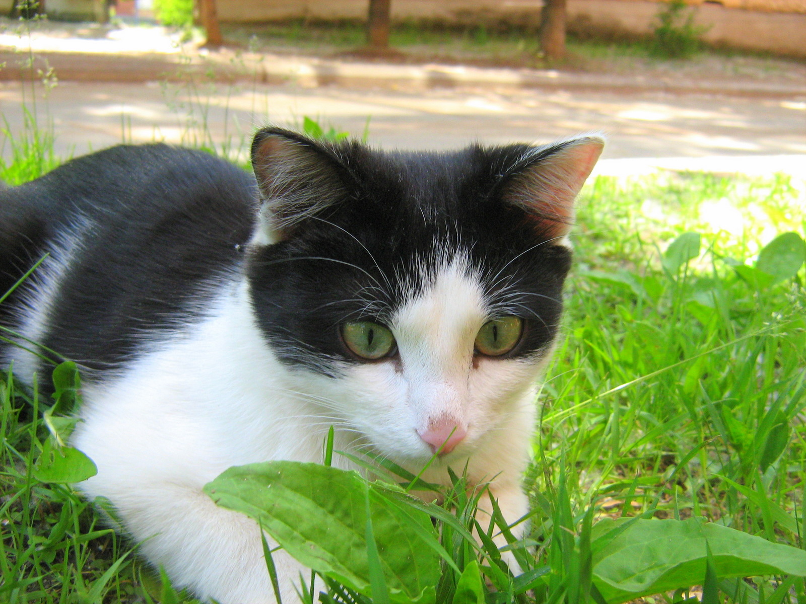 Image - Green-eyes-black-and-white-cat-5.jpg | BlogClan Wiki | FANDOM