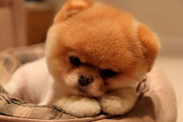 File:Boo-Dog-HD-Wallpaper.jpg