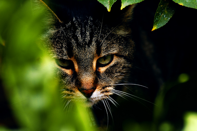 File:Hawktalon.png