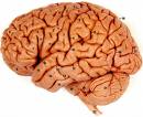 100brain