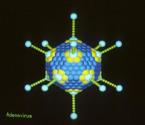 Arquivo:Adenovirus.jpg