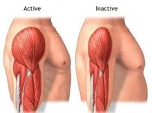 Muscle1.jpg