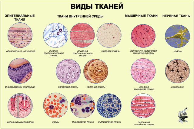 Файл:Ткани.jpg