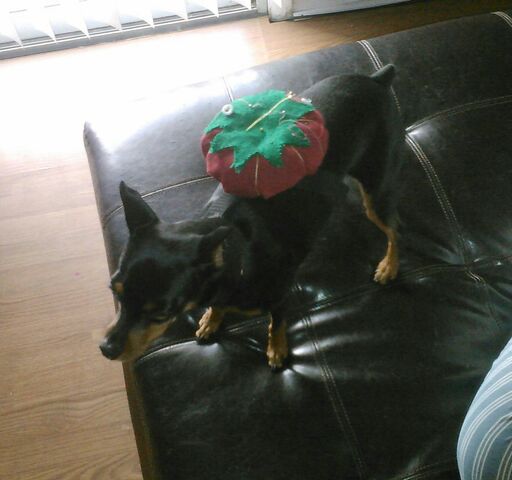 File:Fry min-pincushion.jpg