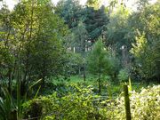 ForestGarden3