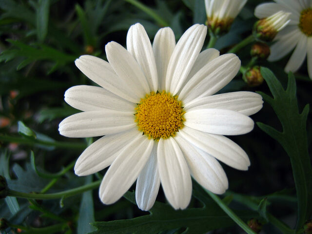 File:Daisy.jpg