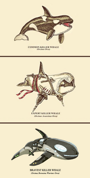 Whales