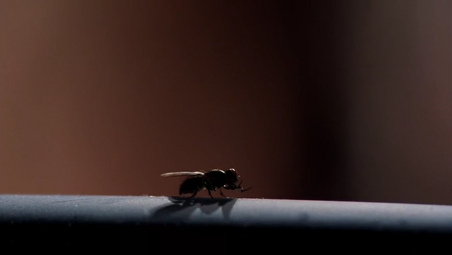 File:Flyglidingoverall.png