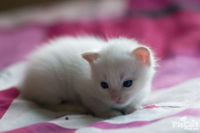 File:Blue-eyes-cute-white-cat-Favim com-335079.jpg