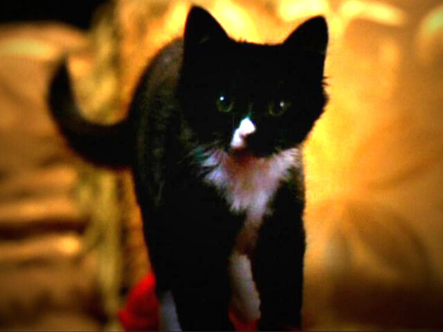 File:MissKittyFantastico.jpg