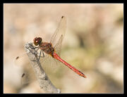 Red Dragonfly