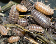 Pillbugs (Armadillidiidae)