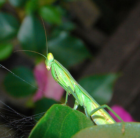 File:Bug Eyes.jpg