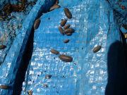 Sowbugs