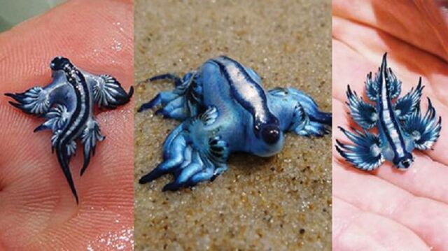 File:Pokemon-sea-slug-2-700x393.jpg
