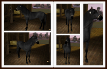 Jesse'sCatoloAlbum