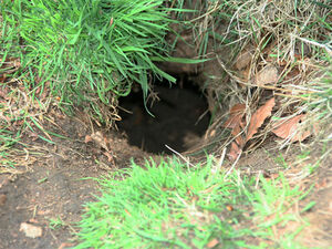 Rabbit hole2