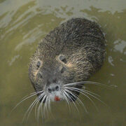Nutria