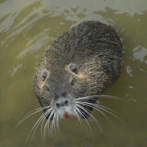 Archivo:Nutria.jpg