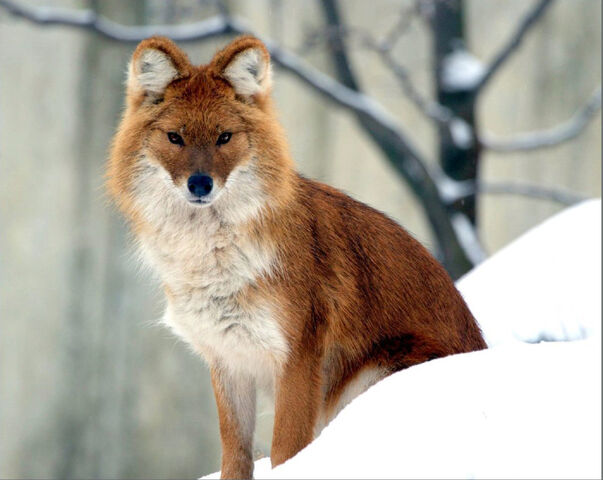 Archivo:Red-volk winter.jpg