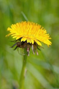 Dandlion-flowering