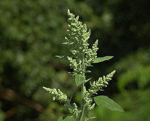 Chenopodium album