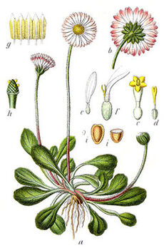 BellisPerennis