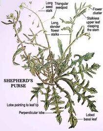 Shepherd'sPursePainting