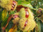 Chestnut3